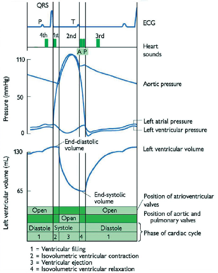 The cardiac cycle